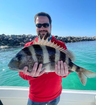 Sheepshead Charm: A Cutie with Stripes on the Line